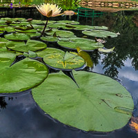 Gibbs Gardens Photography Exhibit and Waterlily Festival 
